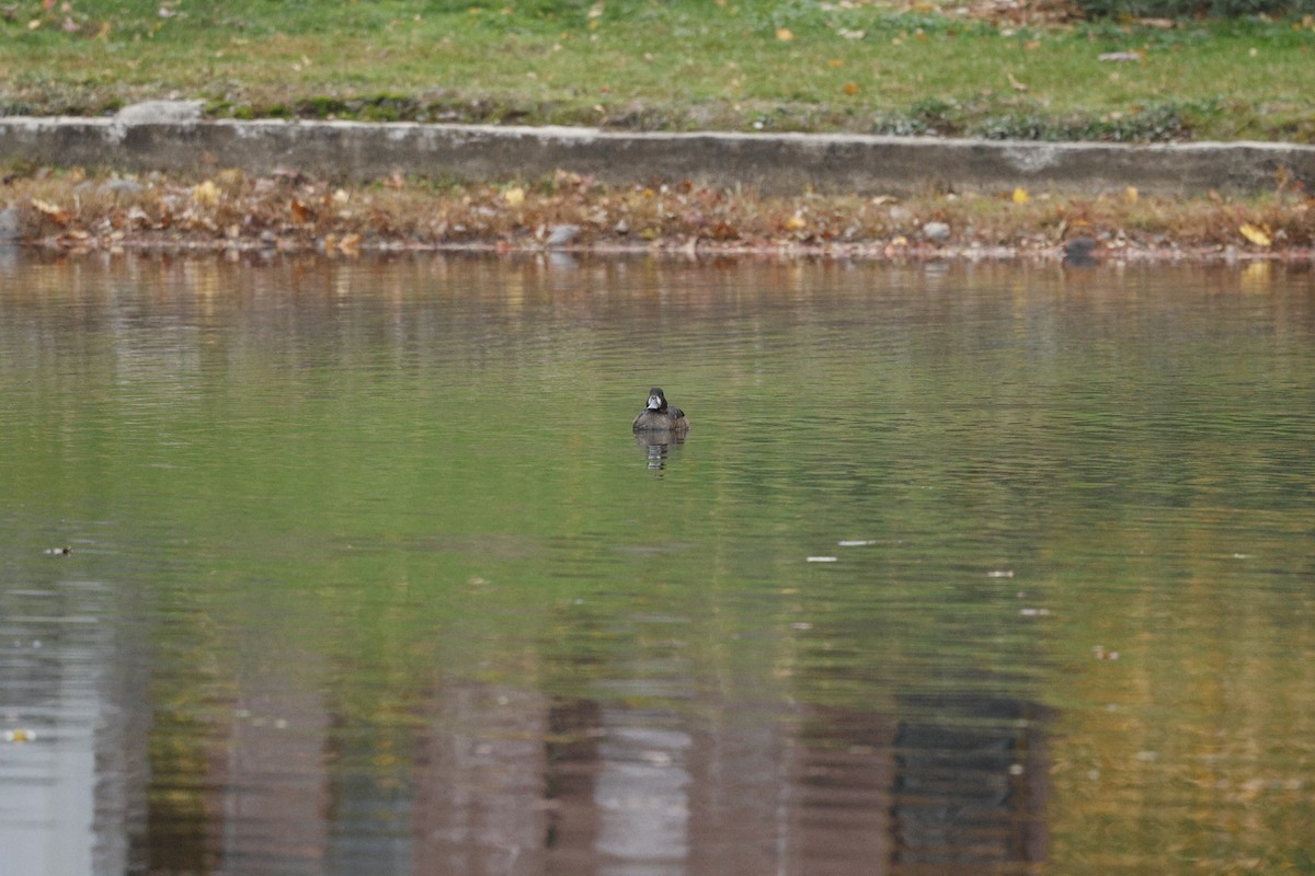 スズガモ - ML645106111