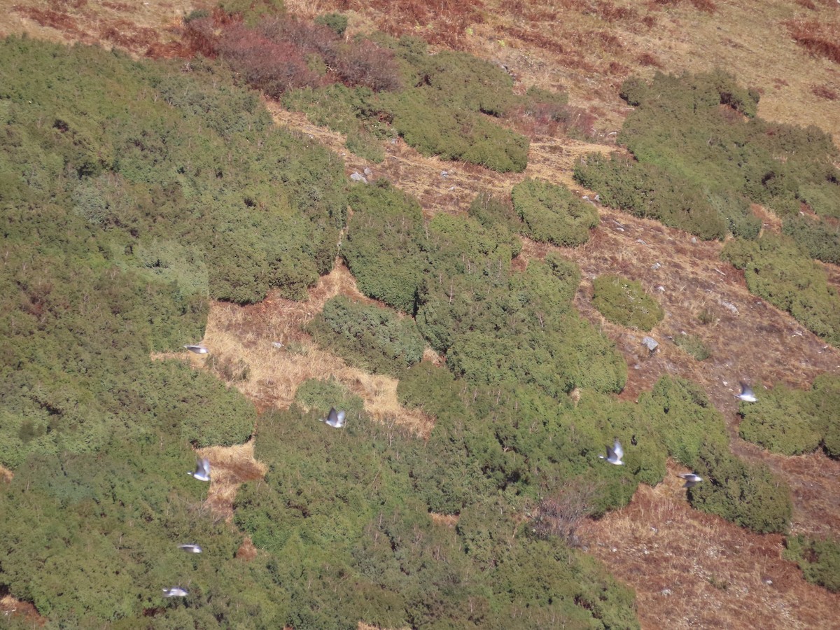 Голуб білоспинний - ML645106112