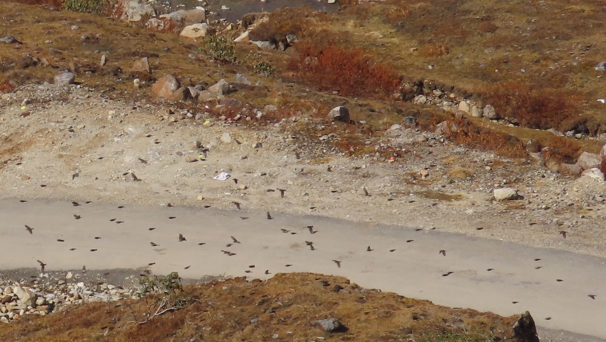 ハイイロマシコ - ML645106125