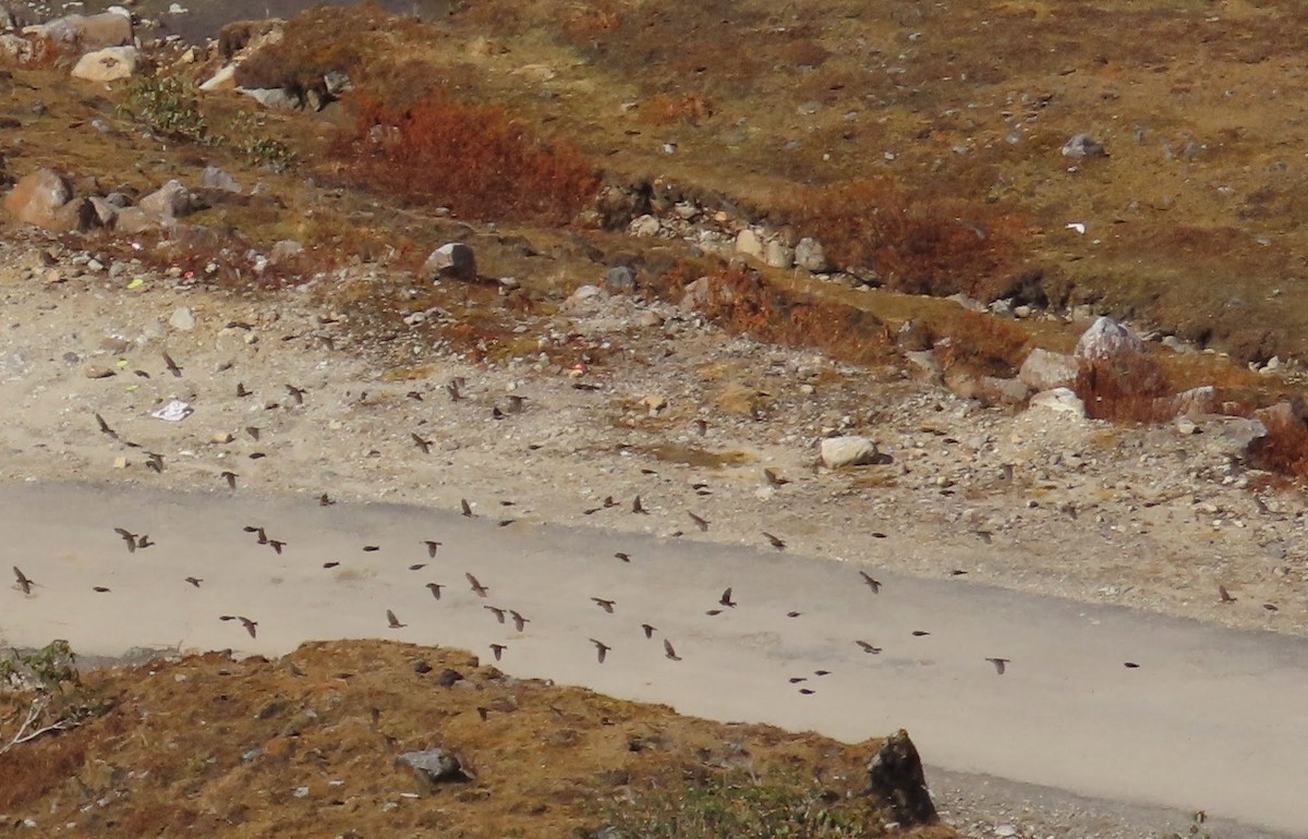 ハイイロマシコ - ML645106126