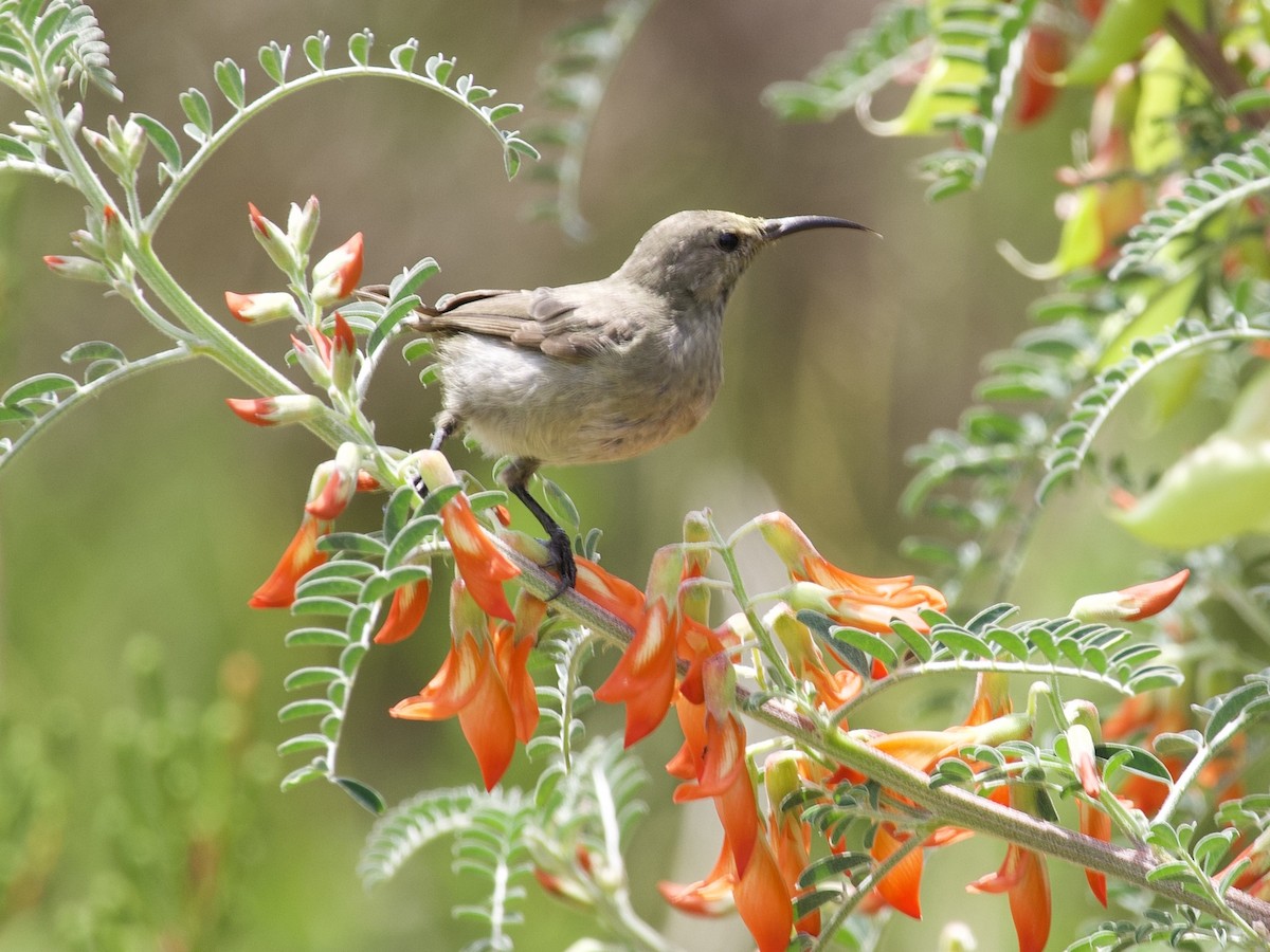 Southern Double-collared Sunbird - ML645106127