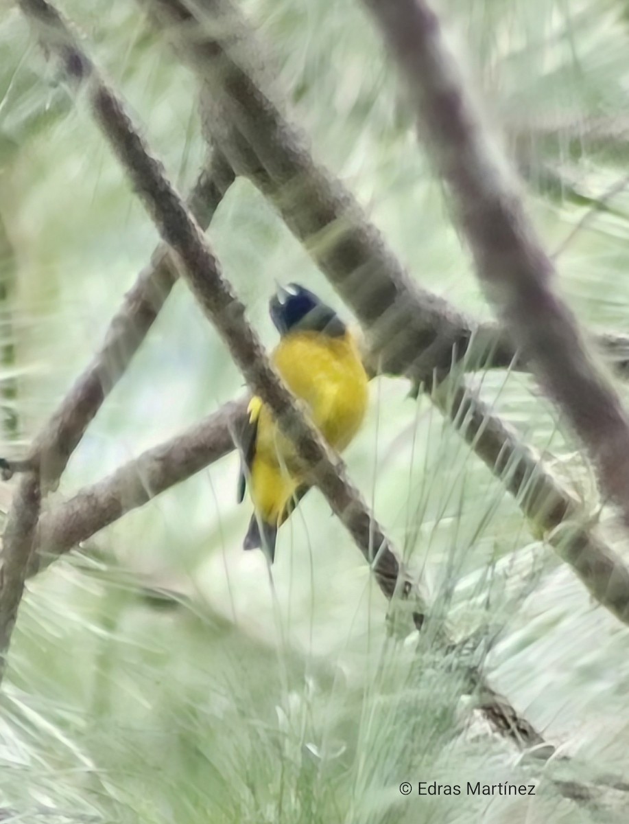 Black-headed Siskin - ML645106136