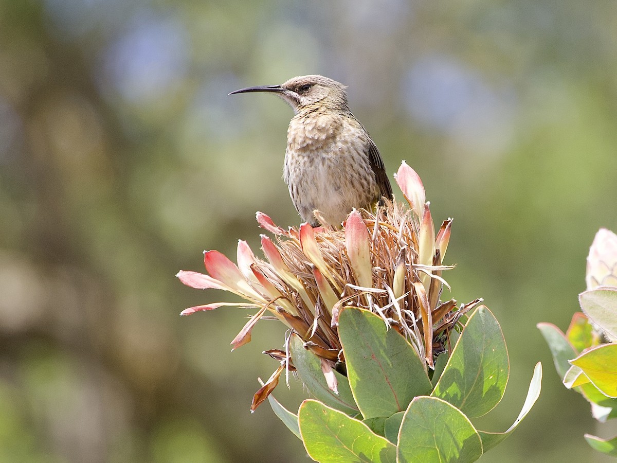 Cape Sugarbird - ML645106139