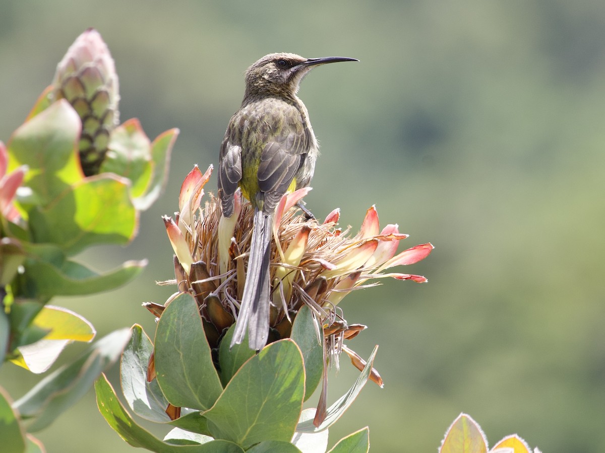Cape Sugarbird - ML645106140