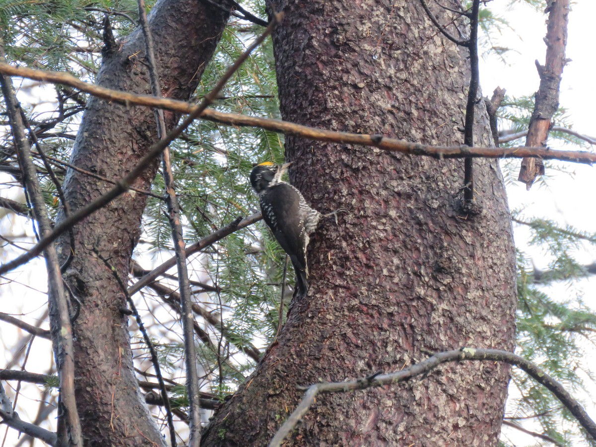 American Three-toed Woodpecker - ML645106147