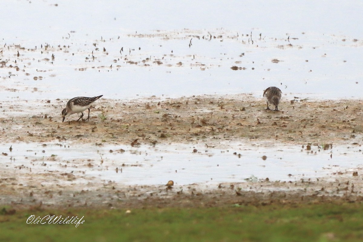 Little Stint - ML645106148