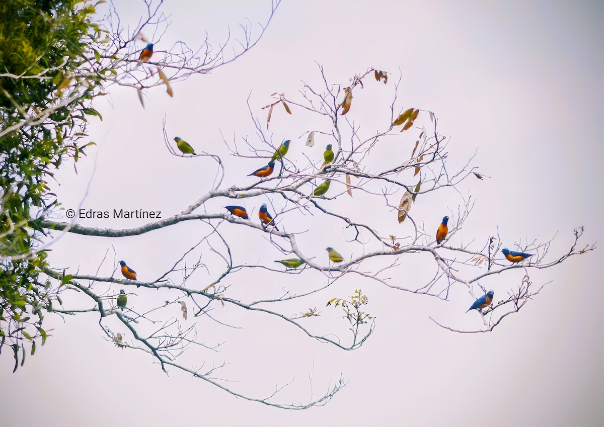 Elegant Euphonia - ML645106149