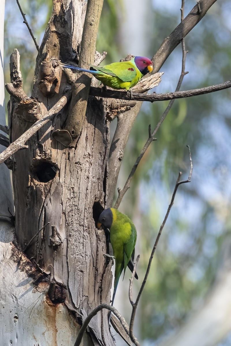 Plum-headed Parakeet - ML645106158