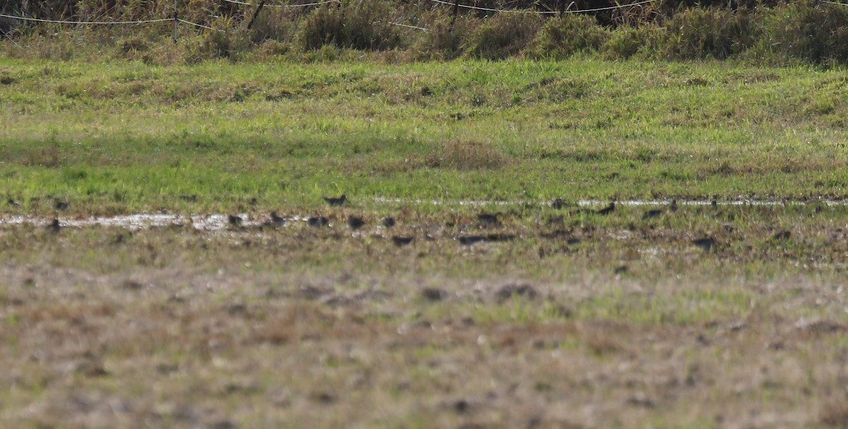 Wilson's Snipe - ML645106164