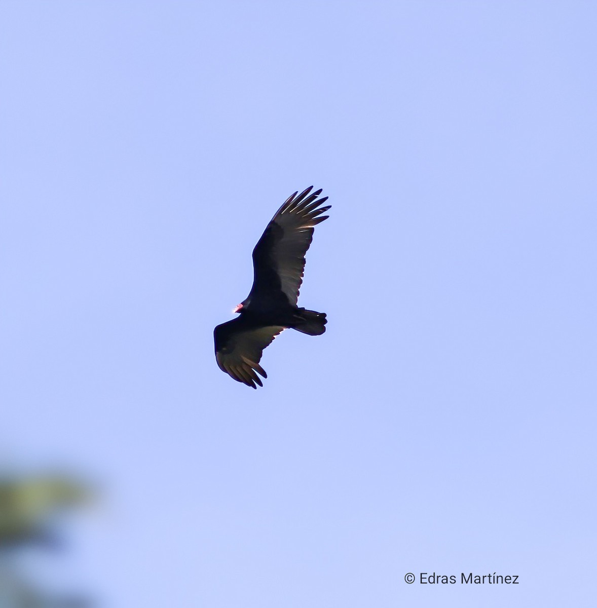 Turkey Vulture - ML645106165