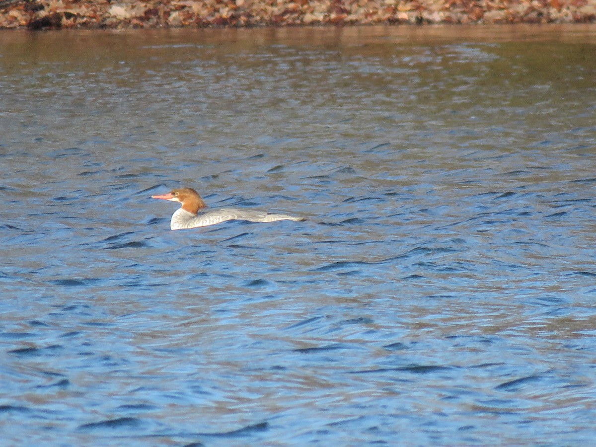 Common Merganser - ML645106166