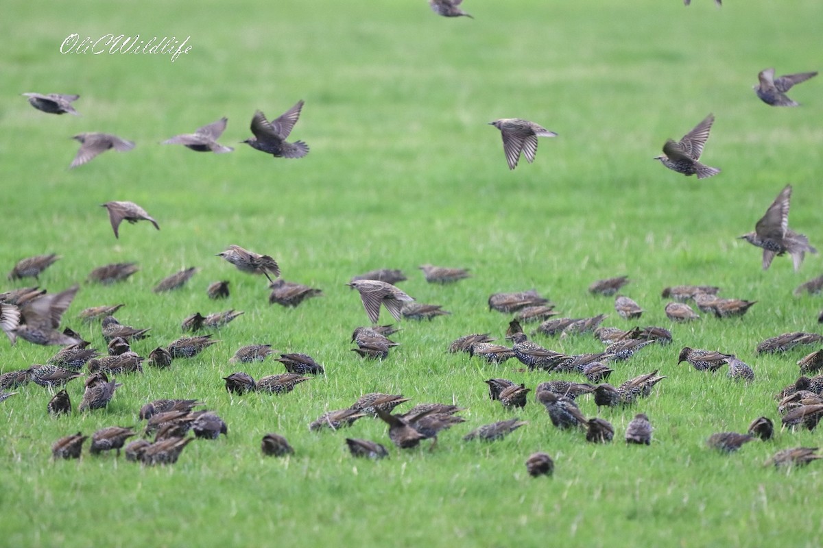 European Starling - ML645106169