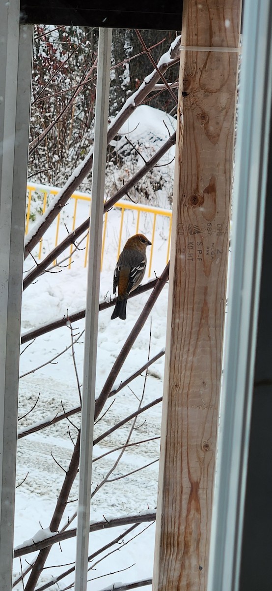 hýl křivčí - ML645106178