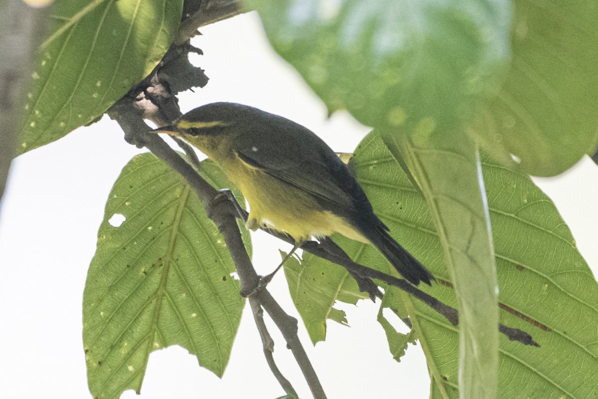 Tickell Çıvgını - ML645106182