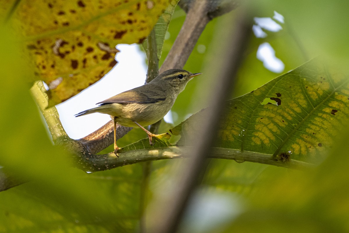 Tickell Çıvgını - ML645106183