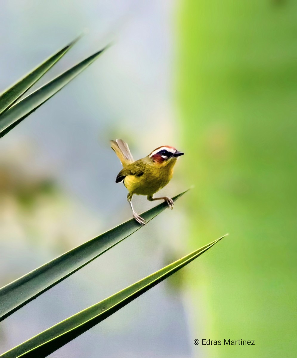 Chestnut-capped Warbler - ML645106189