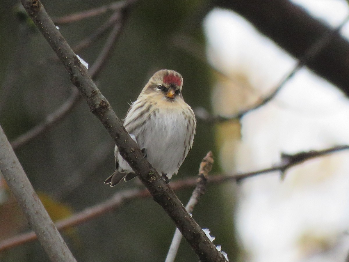普通朱頂雀 - ML645106205