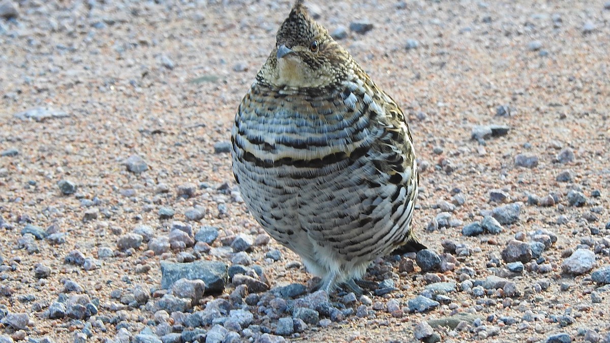 jeřábek kanadský - ML645106223