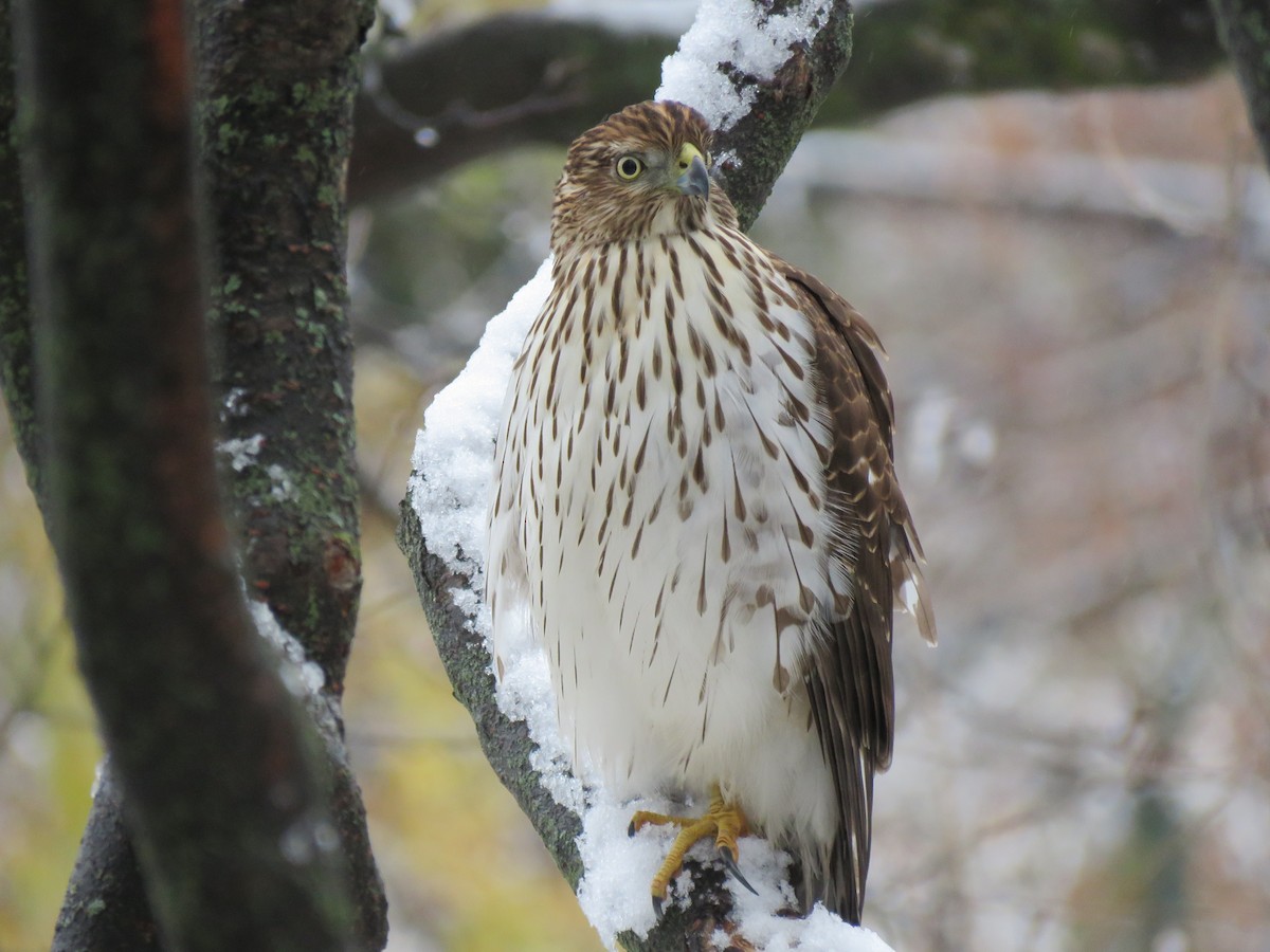 Cooper's Hawk - ML645106228