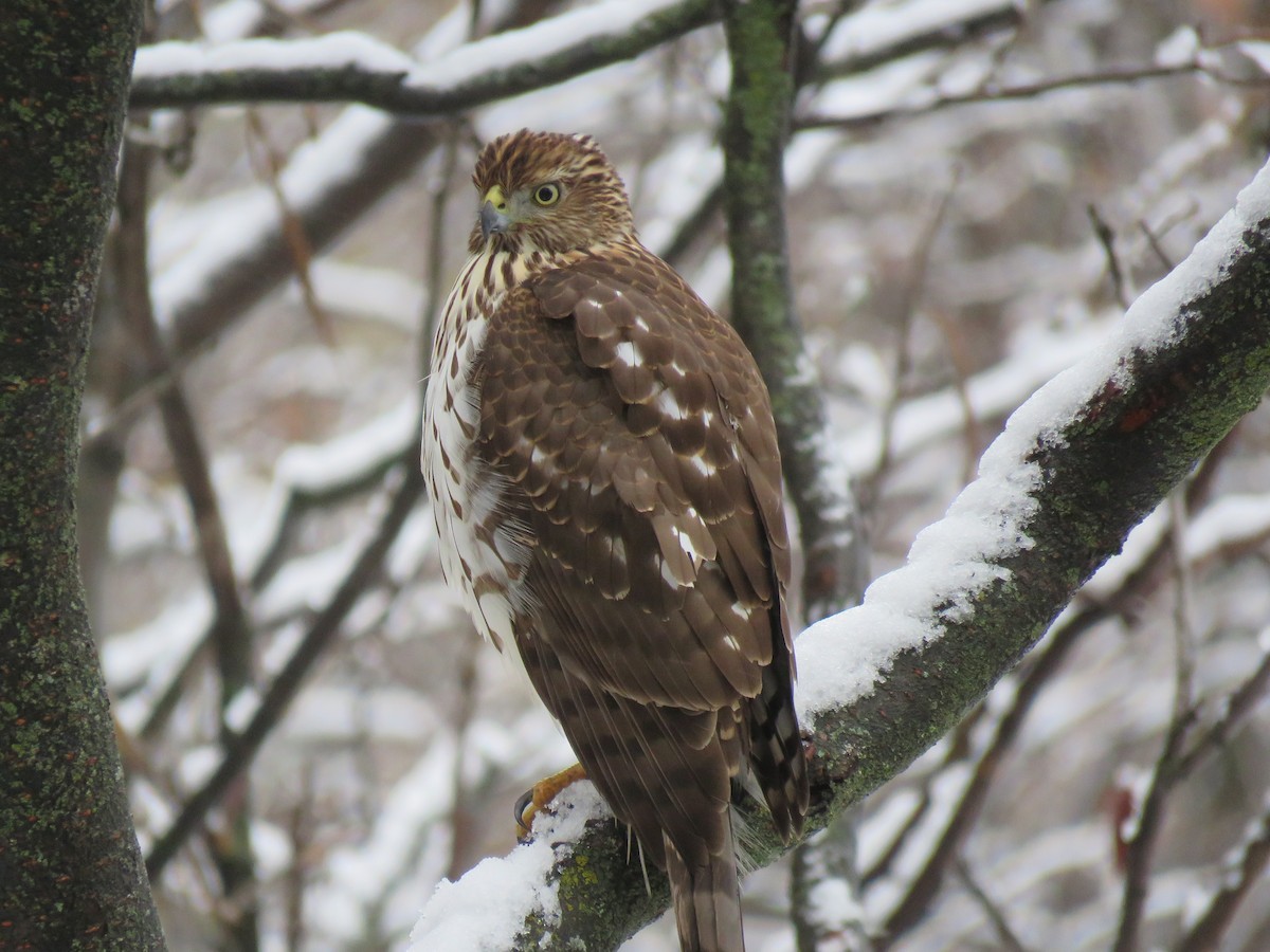 Cooper's Hawk - ML645106229