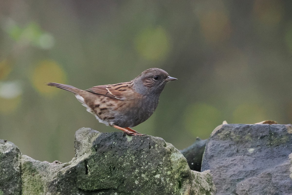 Accenteur mouchet - ML645106230