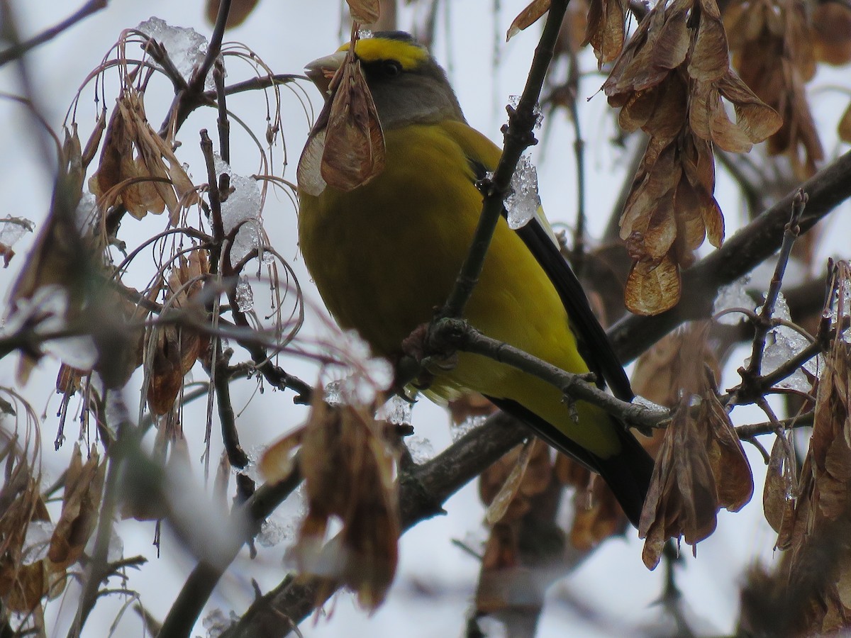 Evening Grosbeak - ML645106258