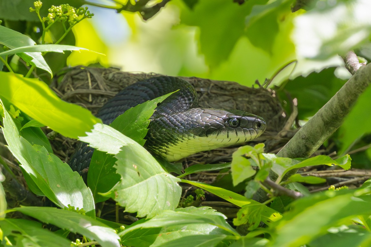 Eastern Ratsnake - ML645106263