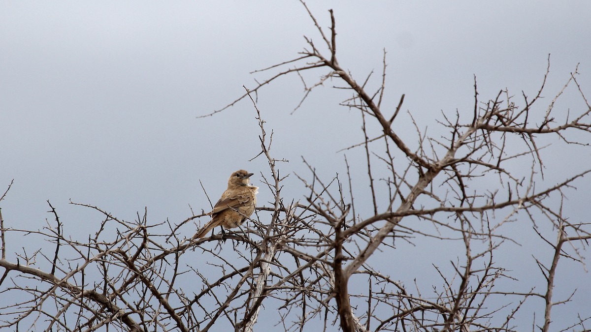 White-throated Cacholote - ML645106273