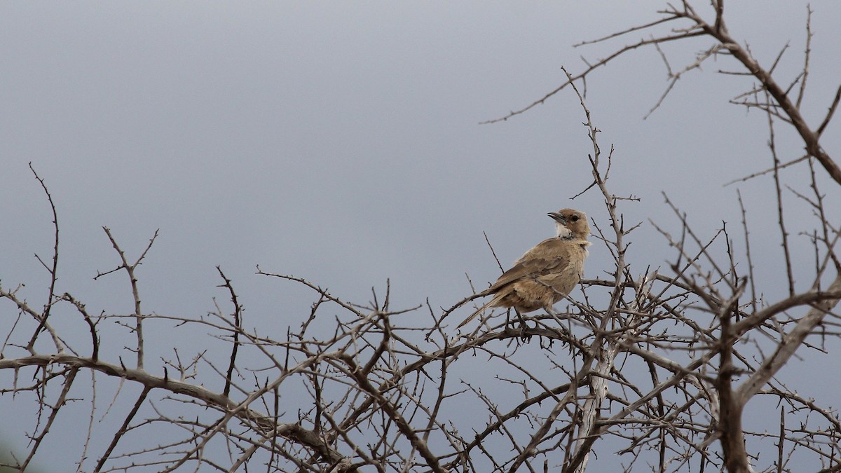 White-throated Cacholote - ML645106274