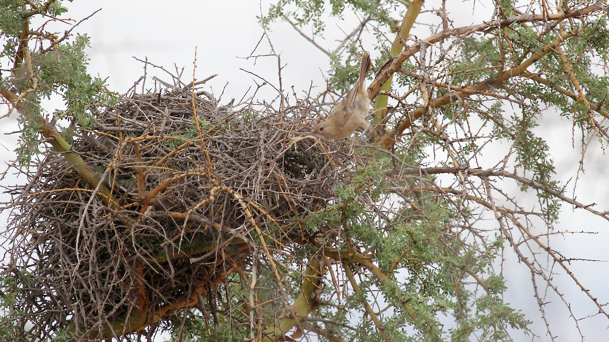 White-throated Cacholote - ML645106275