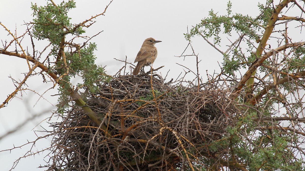 White-throated Cacholote - ML645106276