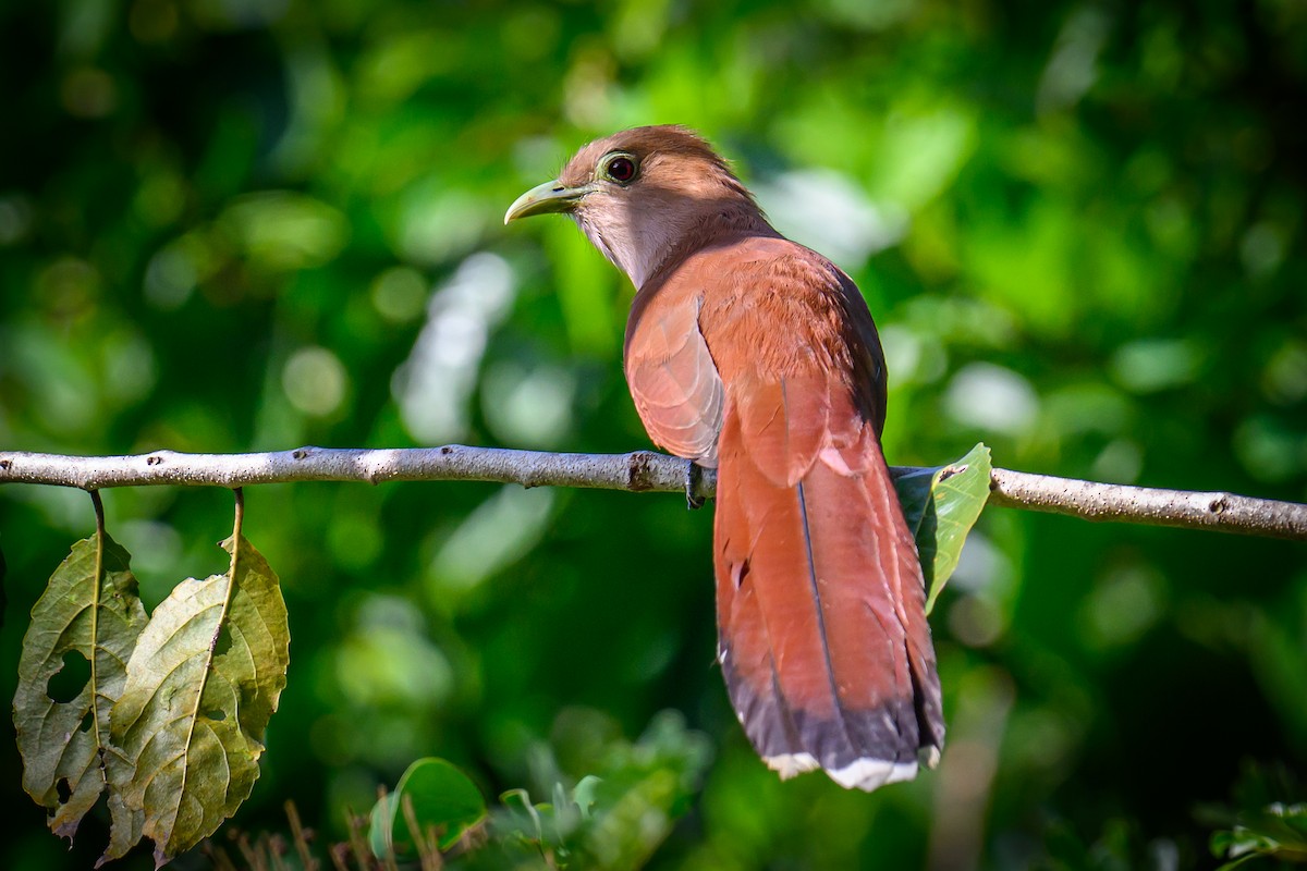 kukačka veverčí - ML645106277