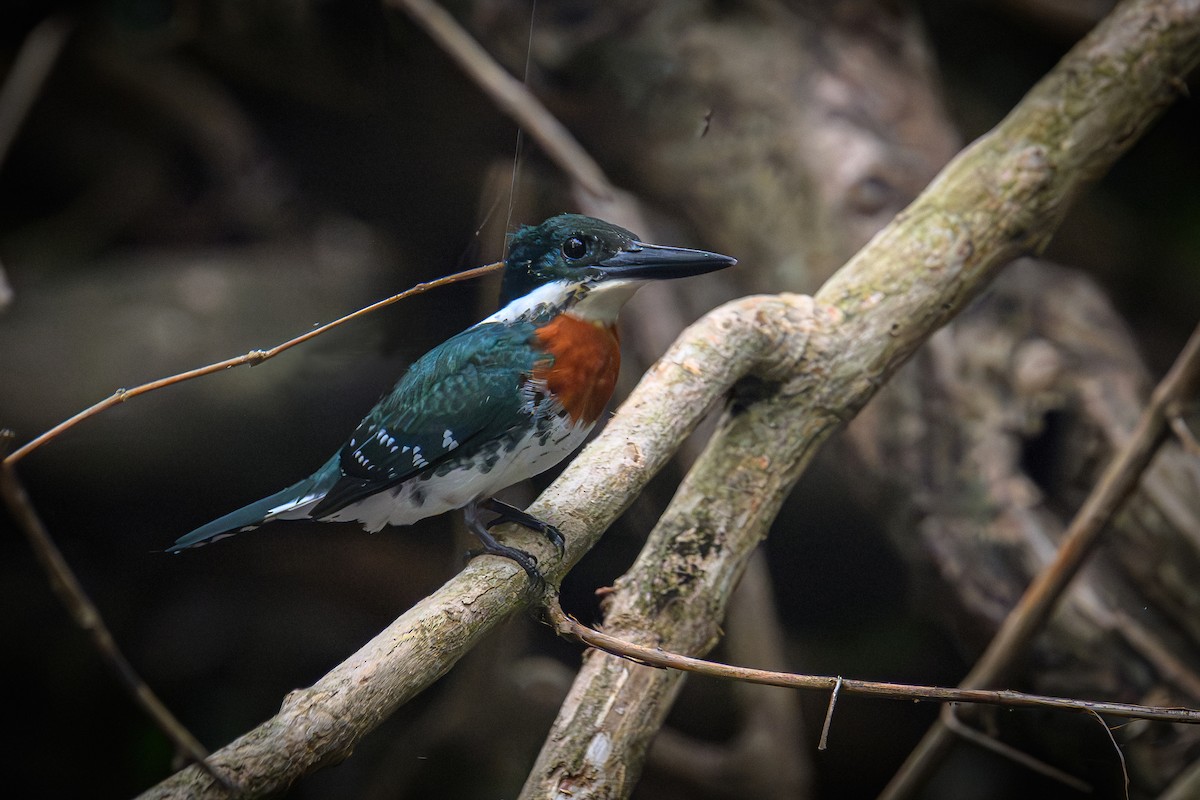 rybařík zelený - ML645106285