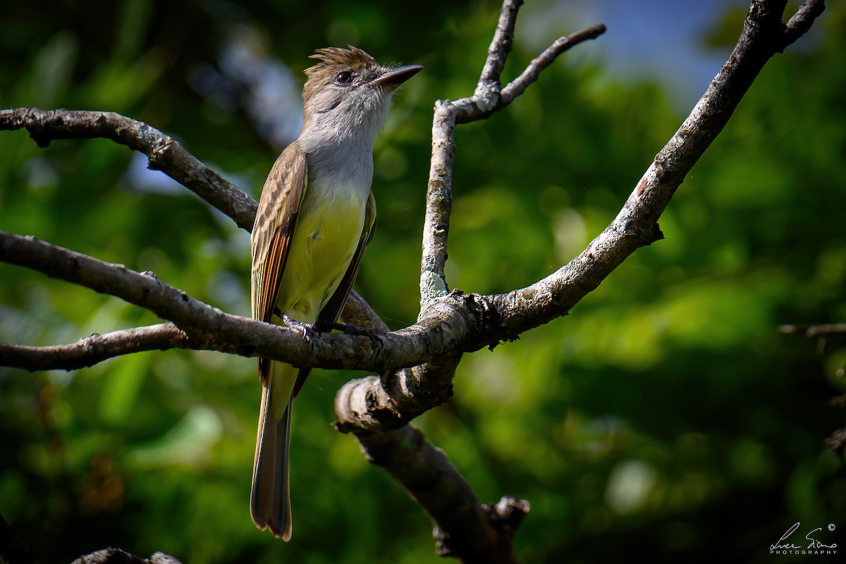 Brown-crested Flycatcher - ML645106289