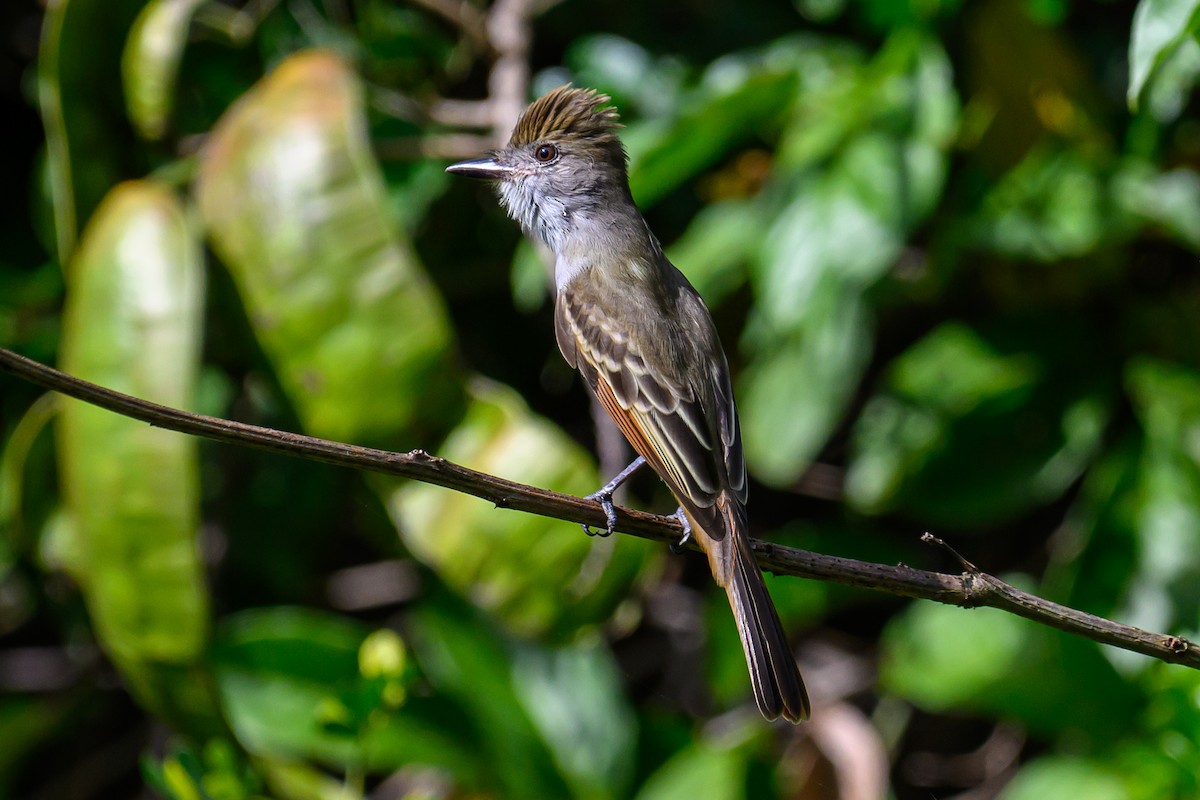 Brown-crested Flycatcher - ML645106290