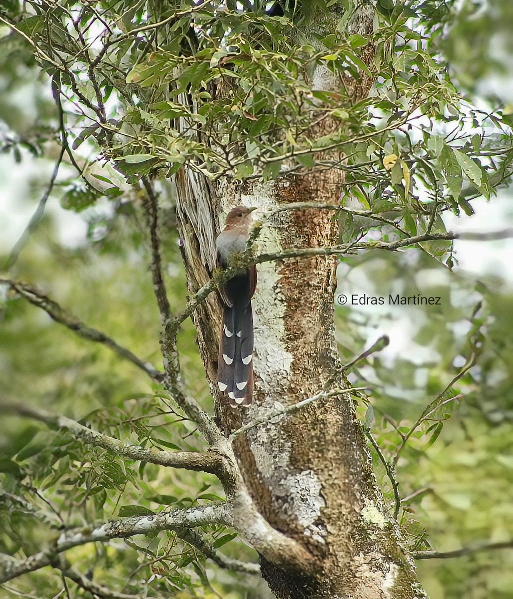 Common Squirrel-Cuckoo - ML645106297