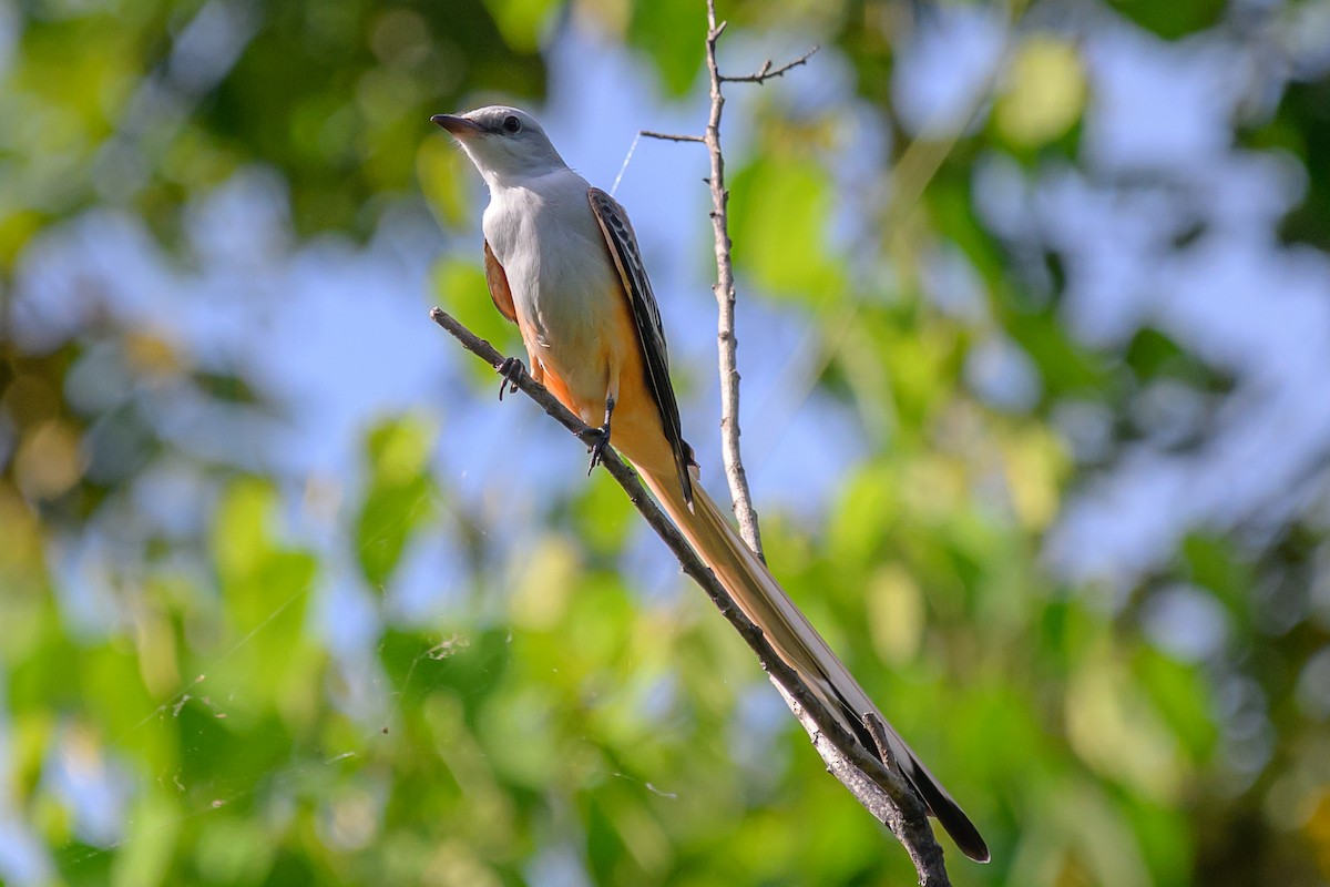 Scissor-tailed Flycatcher - ML645106307