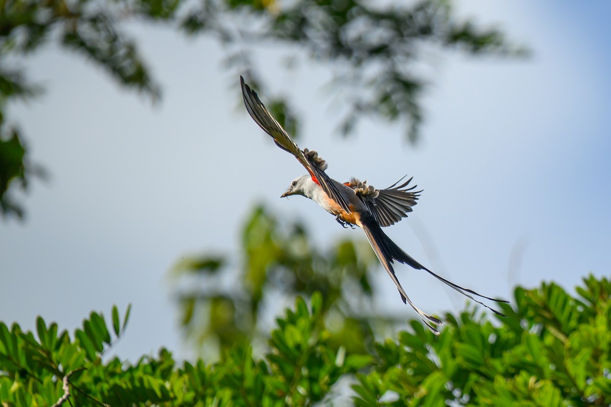 Scissor-tailed Flycatcher - ML645106308