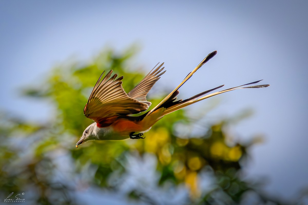 Scissor-tailed Flycatcher - ML645106309