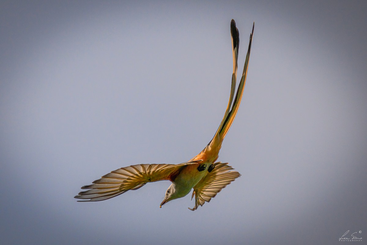 Scissor-tailed Flycatcher - ML645106310