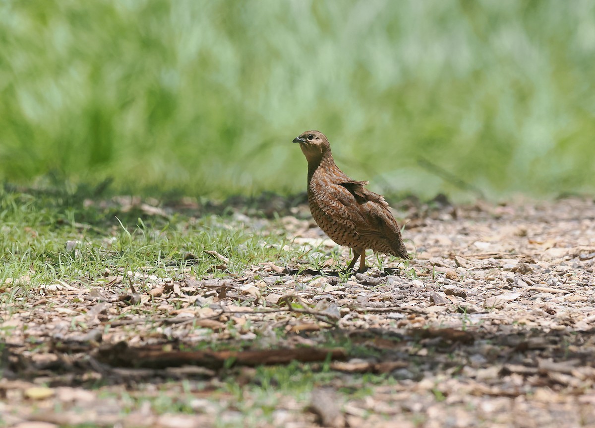 Brown Quail - ML645106312