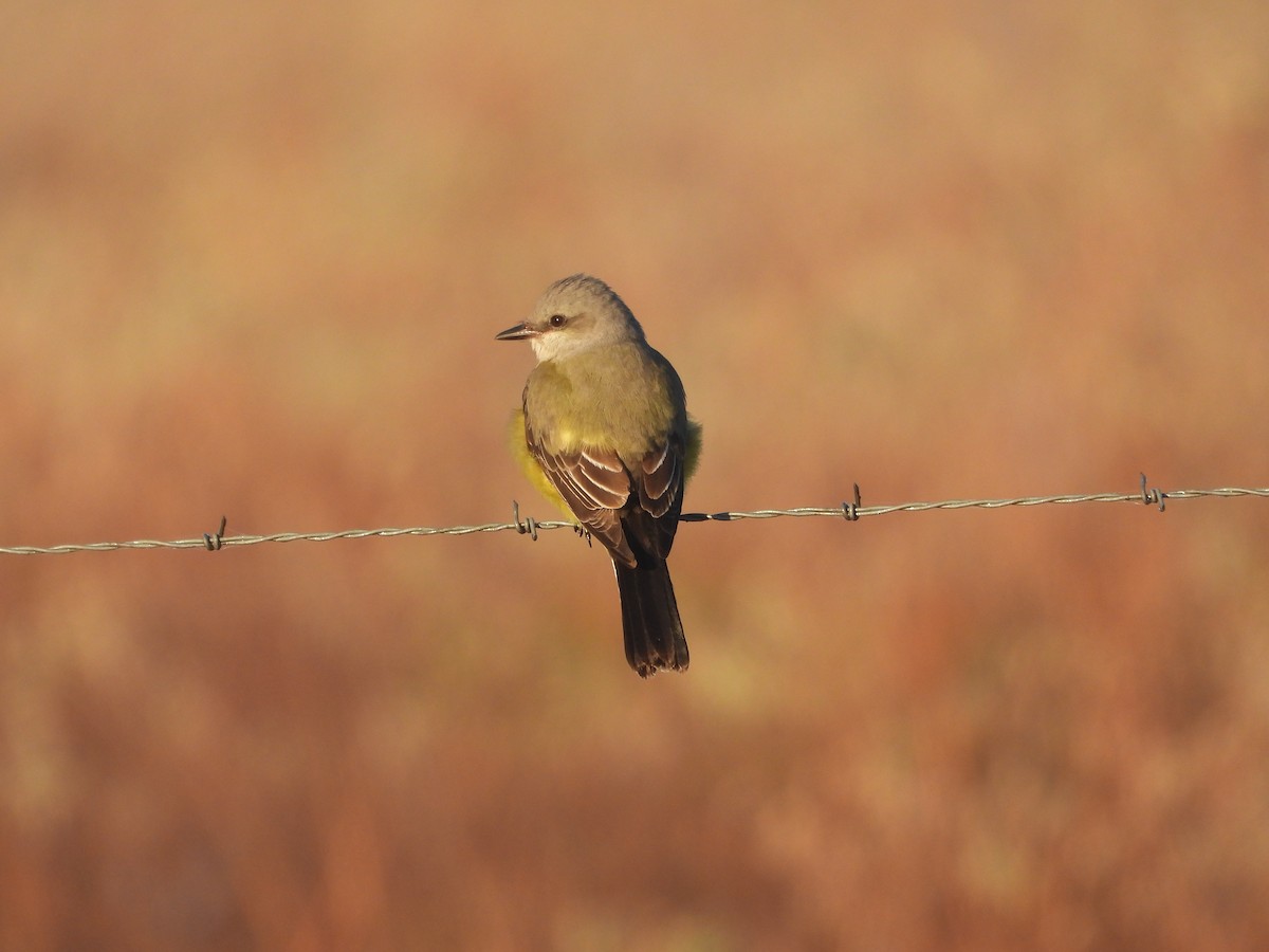 Western Kingbird - ML645106315