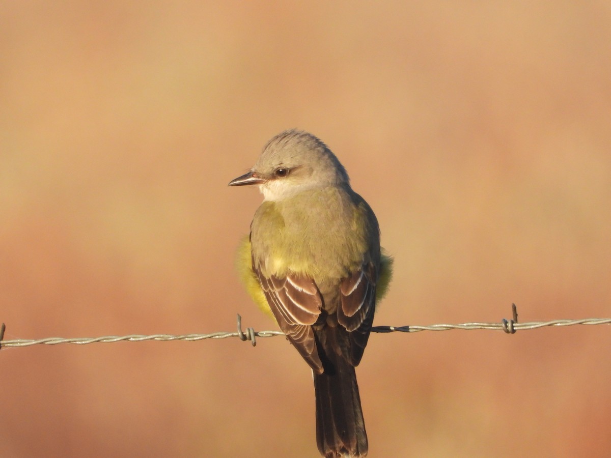 Western Kingbird - ML645106316
