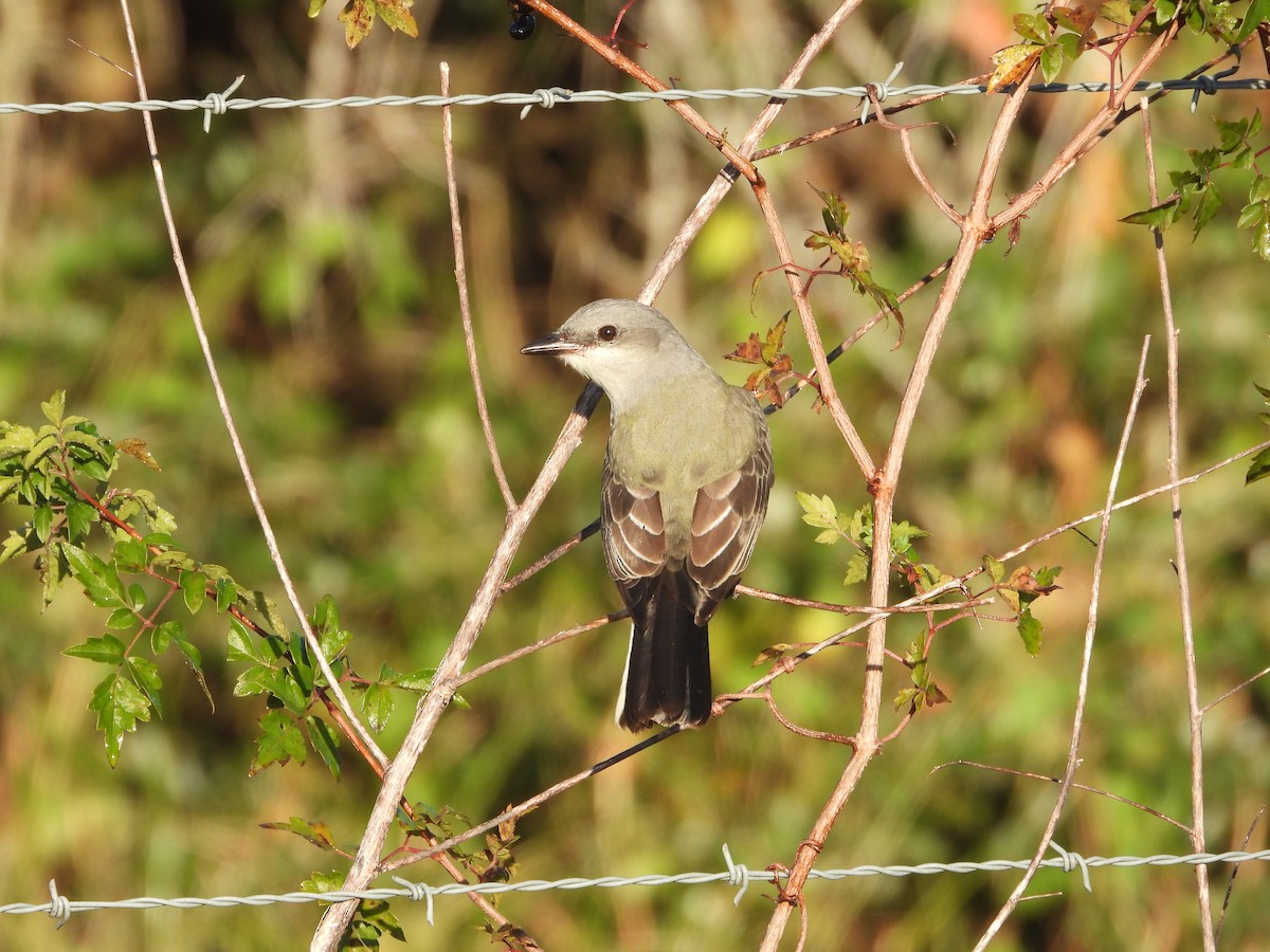 Western Kingbird - ML645106317