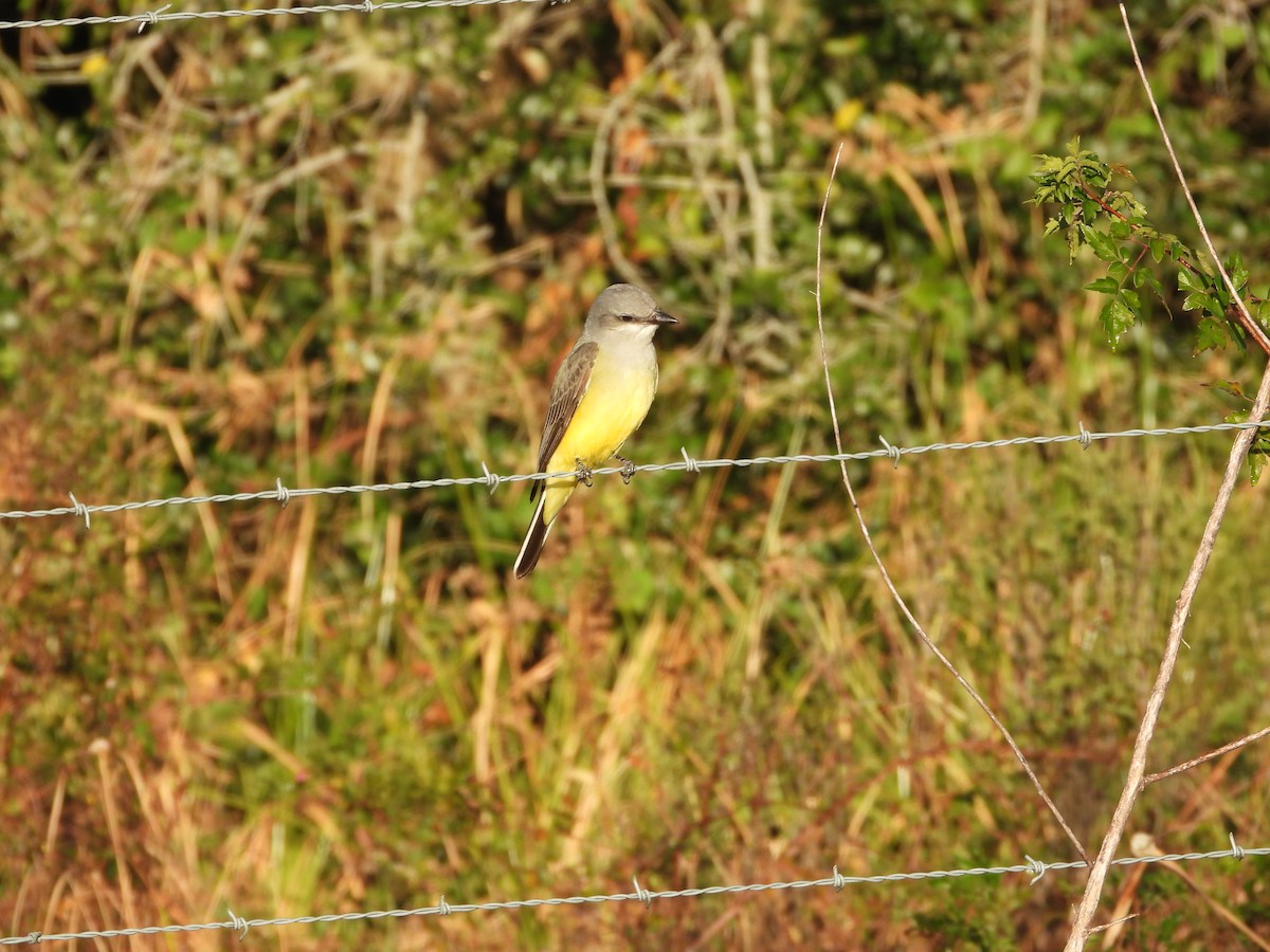 Western Kingbird - ML645106318