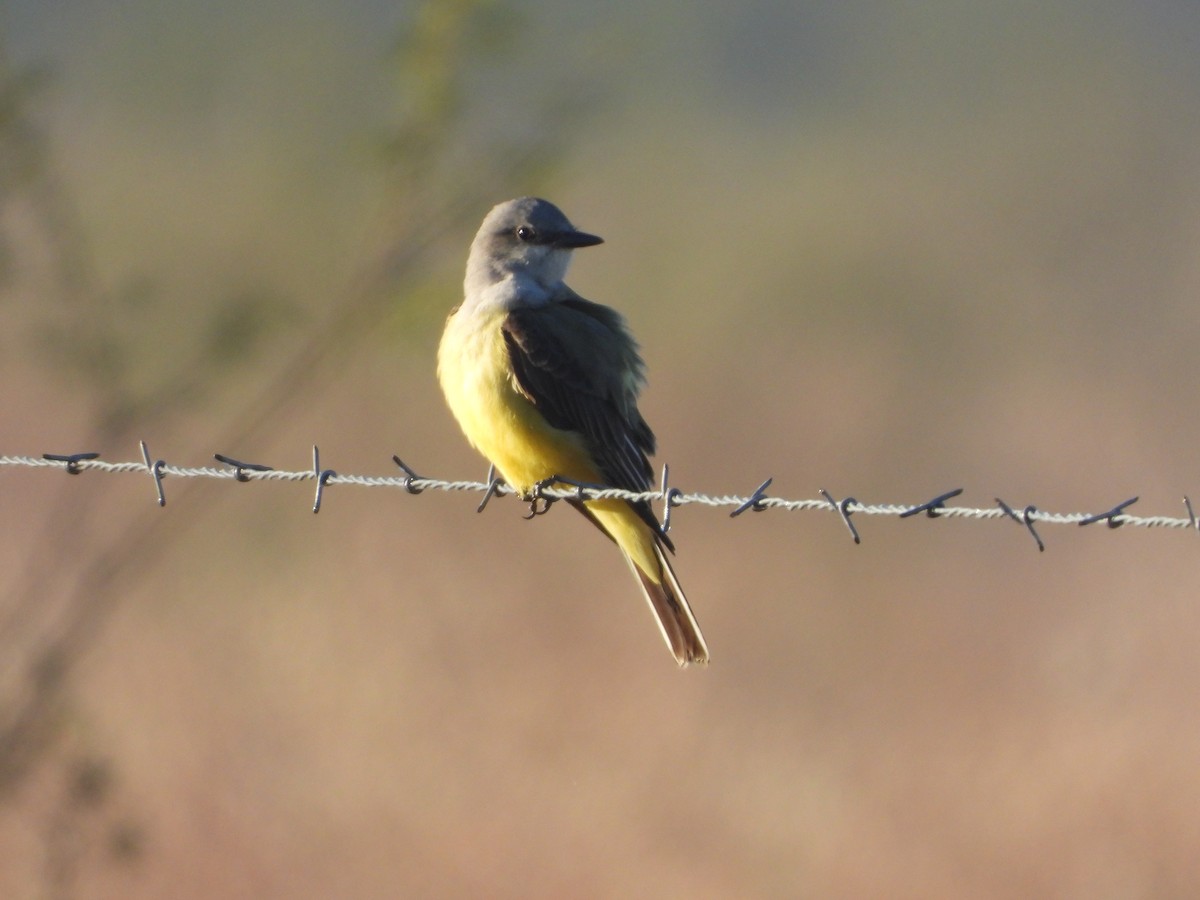 Western Kingbird - ML645106319
