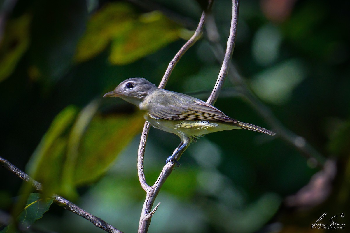 zelenáček švitořivý - ML645106322