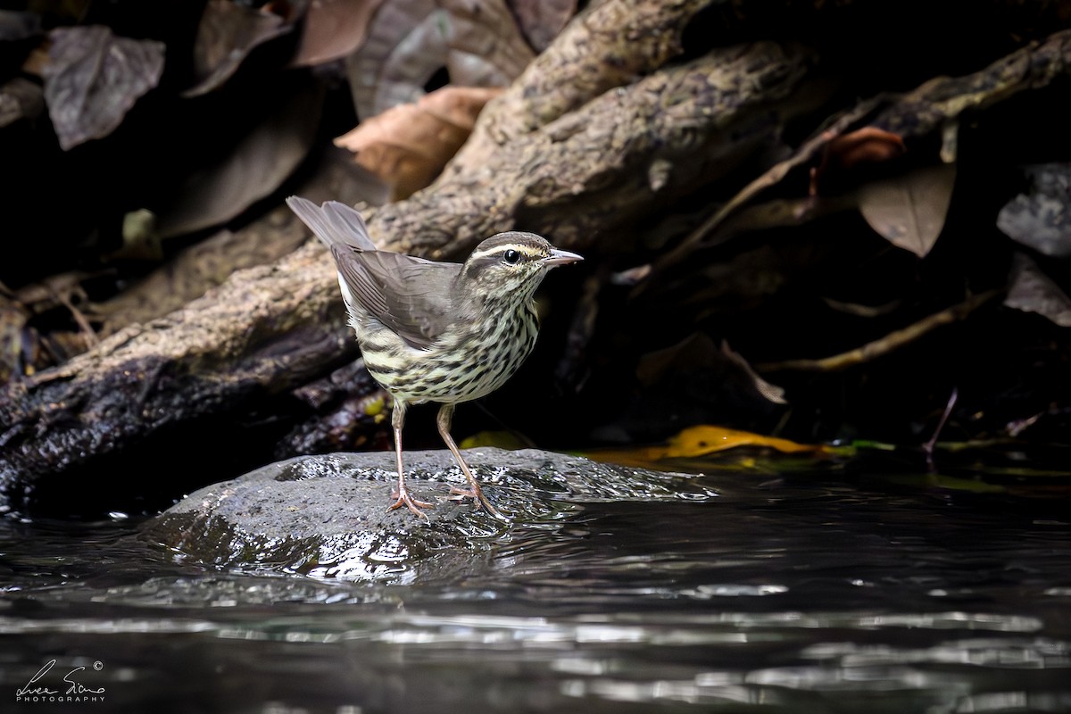 Northern Waterthrush - ML645106325