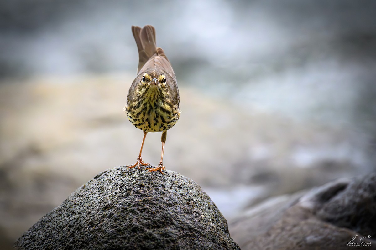 Northern Waterthrush - ML645106326