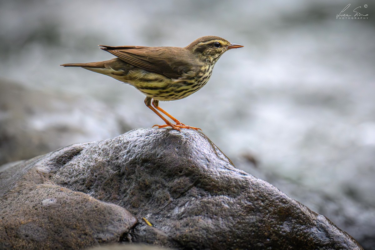 Northern Waterthrush - ML645106327